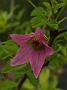 Rubus spectabilis